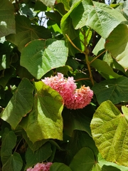 Dombeya wallichii
