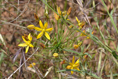 Bloomeria crocea