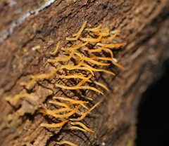 Calocera sinensis
