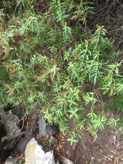 Veronica strictissima
