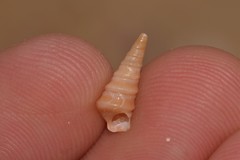 Colpospira australis