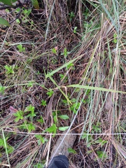 Scleria testacea