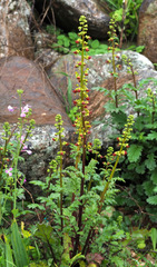 Scrophularia rubricaulis