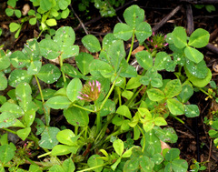 Trifolium spumosum
