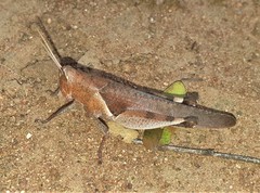Oxycatantops adustus