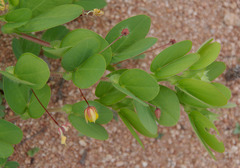 Chamaecrista rotundifolia