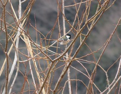Parus minor