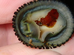 Cellana exarata