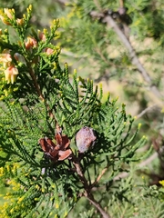 Platycladus orientalis