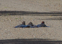 Eurystomus orientalis pacificus