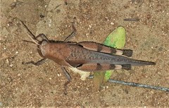 Oxycatantops adustus