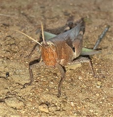 Oxycatantops adustus