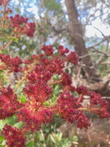 Angophora costata