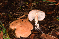 Rhodocybe gemina