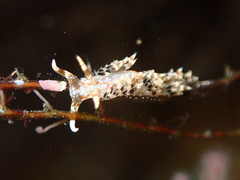 Phidiana semidecora