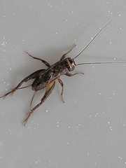 Acanthogryllus fortipes