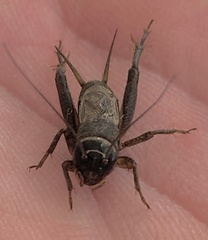 Acanthogryllus fortipes