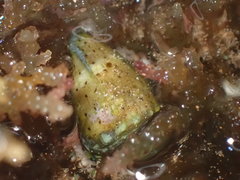 Conus abbreviatus