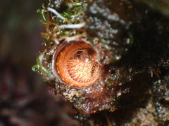 Thylacodes variabilis