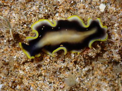 Pseudoceros paralaticlavus