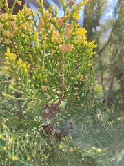 Platycladus orientalis