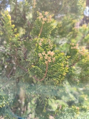 Platycladus orientalis