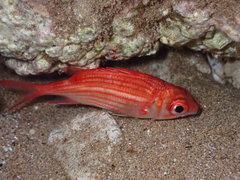 Sargocentron diadema
