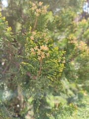 Platycladus orientalis