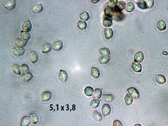 Rhodocybe gemina