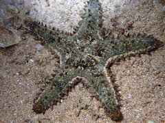 Asteropsis carinifera