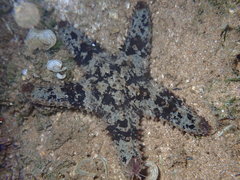 Asteropsis carinifera