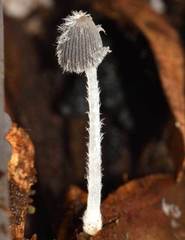 Coprinopsis geesterani