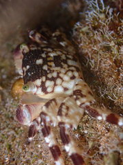 Pachygrapsus plicatus