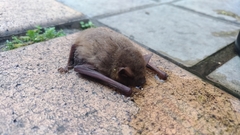 Pipistrellus abramus