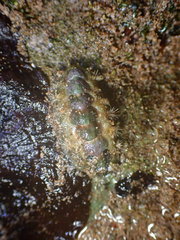 Acanthochitona viridis