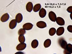 Coprinopsis geesterani