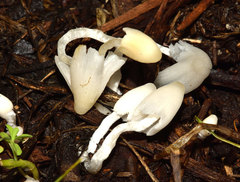 Coprinopsis lotinae
