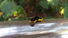 Gynautocera rubriscutellata