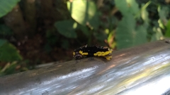 Gynautocera rubriscutellata