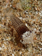 Gnathophyllum americanum