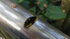 Gynautocera rubriscutellata