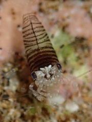 Gnathophyllum americanum