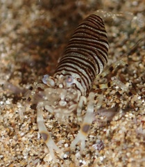 Gnathophyllum americanum