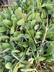 Macrotyloma