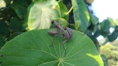 Hierodula patellifera