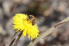 Andrena