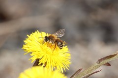 Andrena