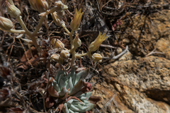 Dudleya abramsii calcicola