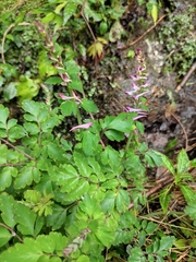 Corydalis sheareri