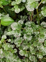 Chrysosplenium delavayi